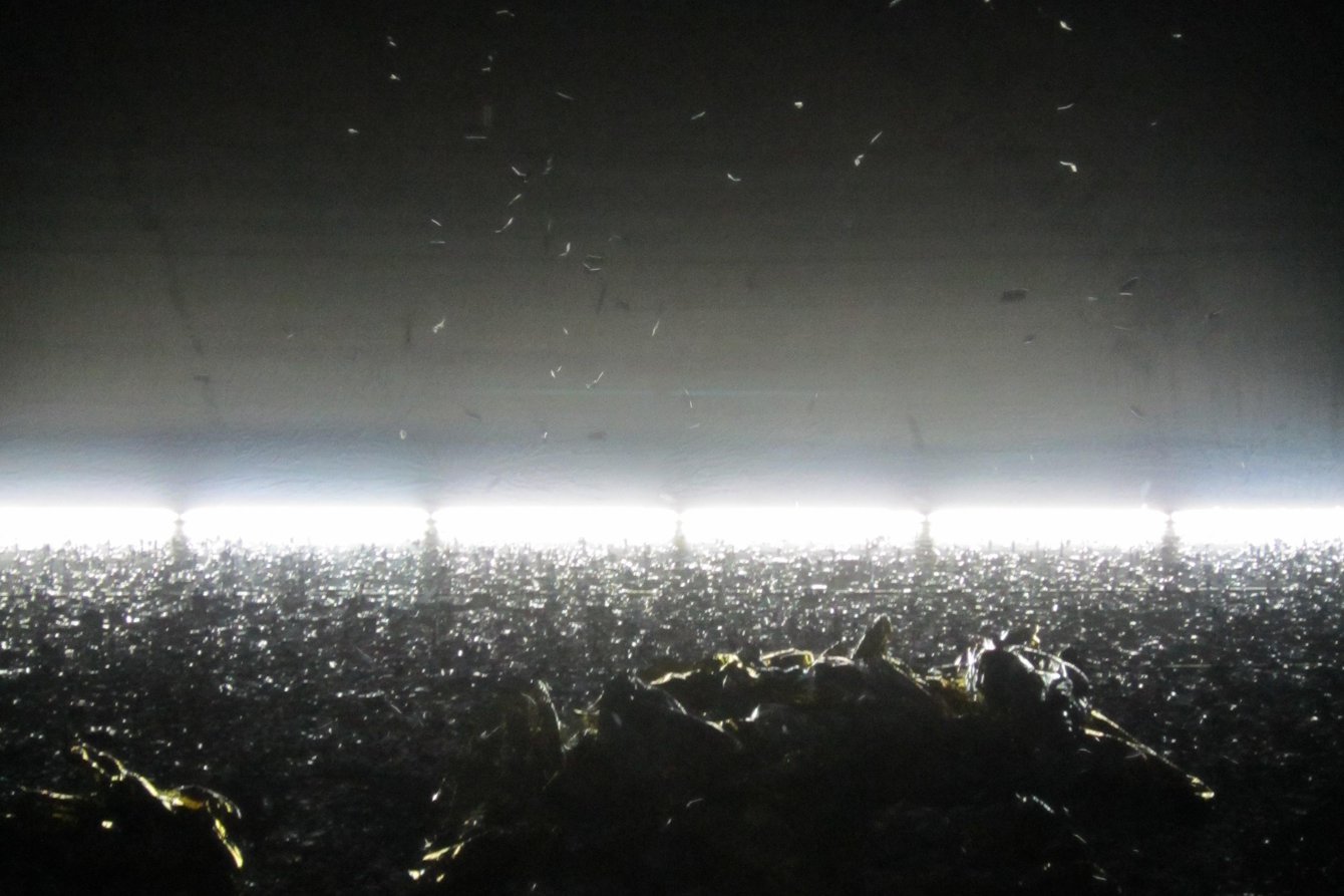 the artificial nature project