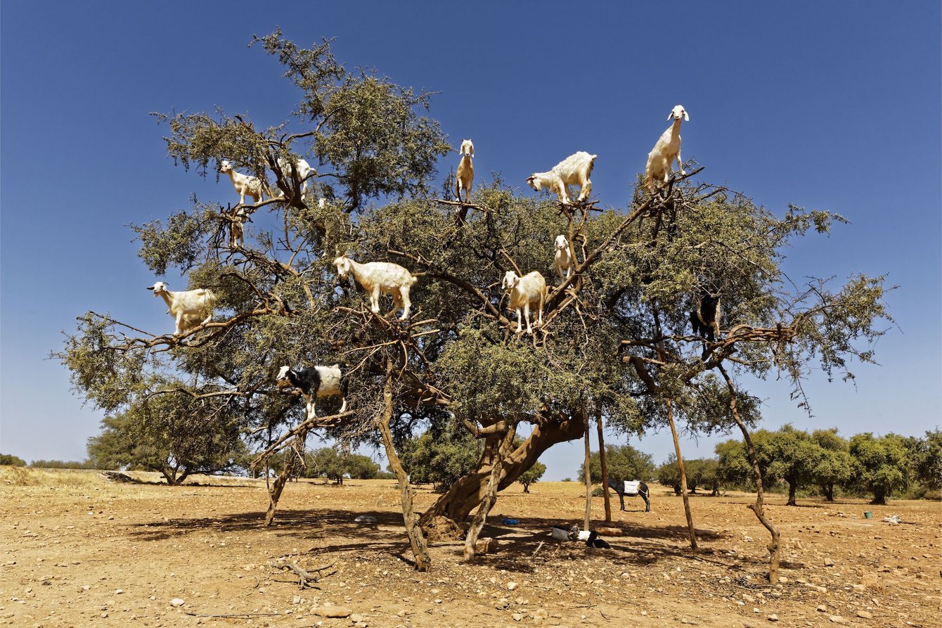 Ein Baum, in dem Ziegen sitzen