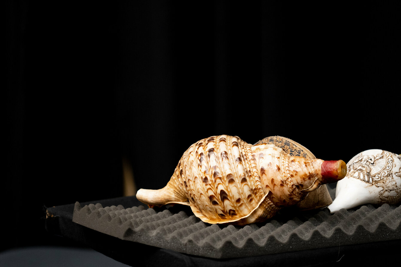 Ansicht eines Muschelhorns