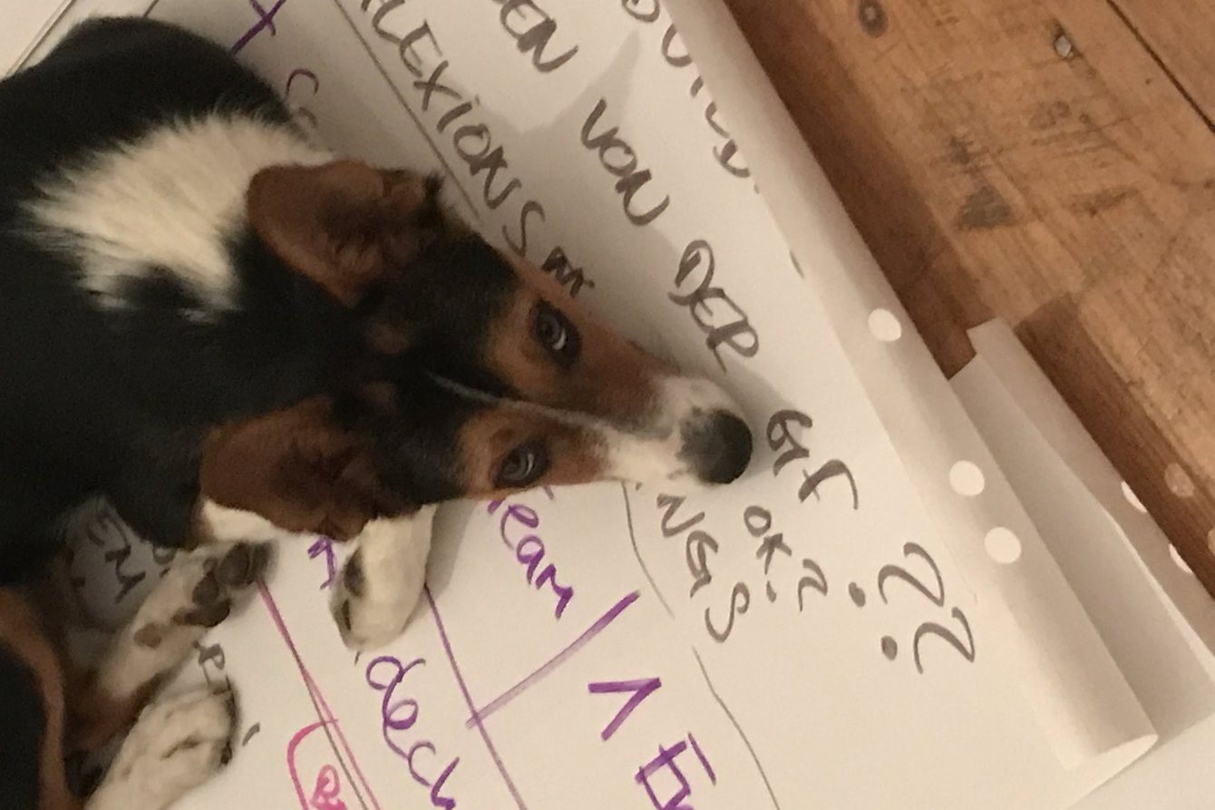 Liegender Hund auf einem händisch beschriebenen Plakat