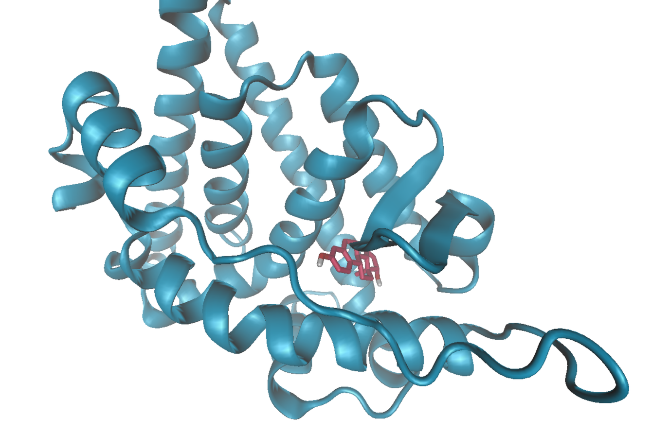 Östrogenrezeptor mit Ligand‹ / ›Estrogen Receptor with Ligand‹, © Madeleine Böckers