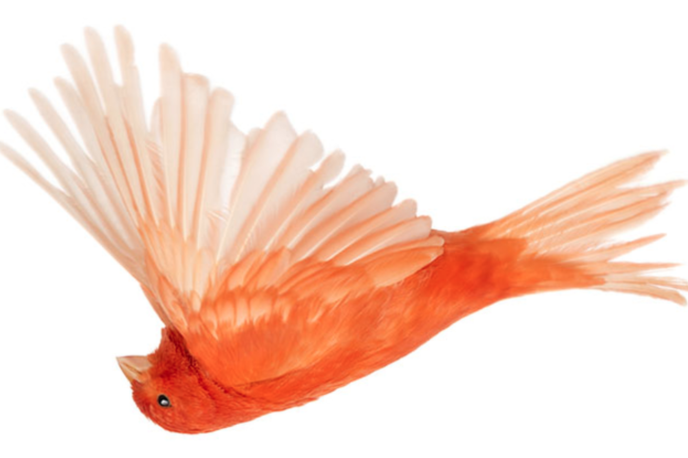 Ein orangefarbener Vogel, der auf dem Rücken schwebt.