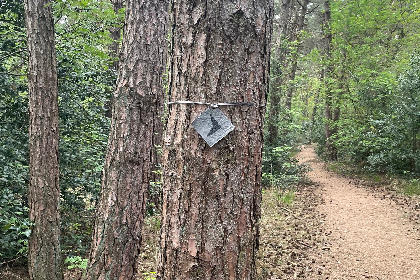 Das Bild ist in einem Wald aufgenommen. Auf der rechten Seite ist ein Waldweg zu sehen. Links im Bild sind drei Baumstämme. Einer davon ist mit einem Wegweiser versehen. 