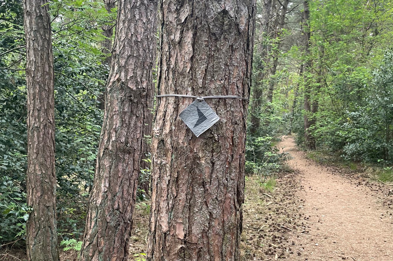 Ein Baustamm ist mit einem Pfeil versehen, in dem ein Schild mit Band angehängt wird