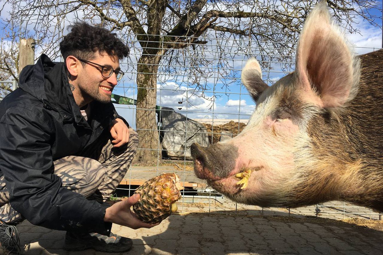 Daniel Hellmann füttert ein Schwein 