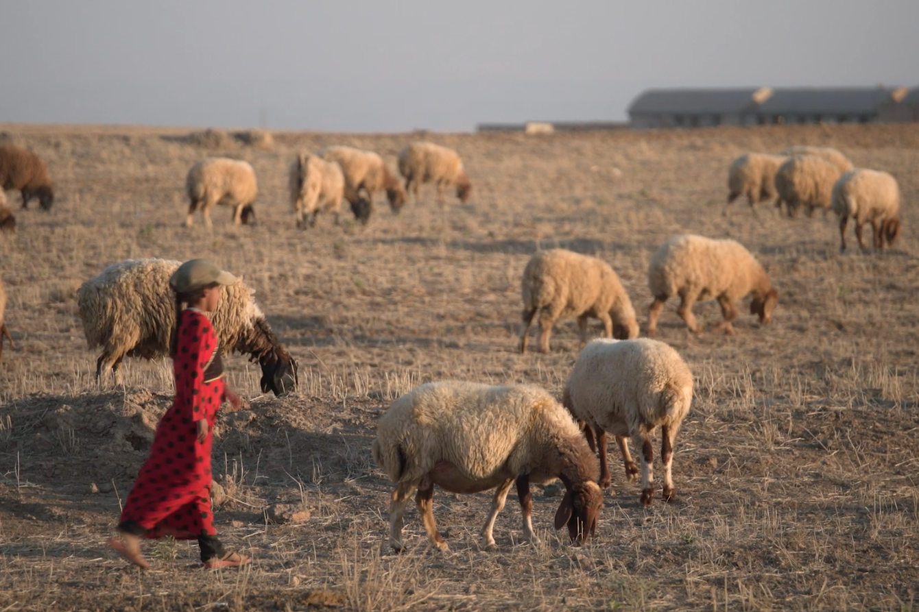 Ein Mädchen in traditioneller Kleidung hütet Schafe