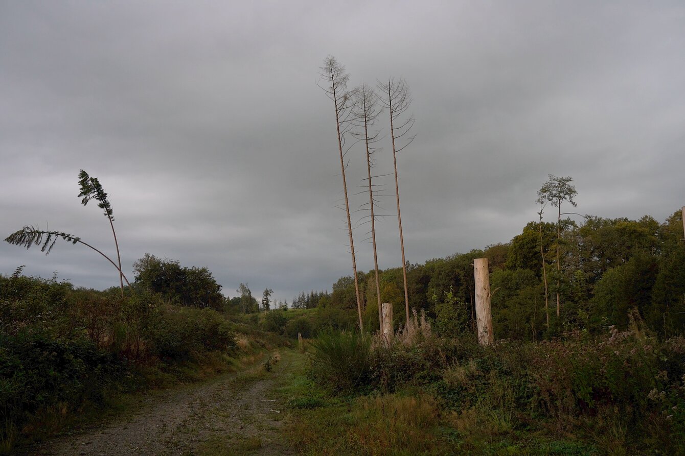 Das Bild zeigt eine karge Waldlichtung. Der Himmel ist von Wolken verhangen. In der rechten Bildhälfte sind kahle Baumpfähle zu erkennen, welche anscheinend einige Meter über dem Boden abgetrennt wurden. In der linken Bildhälfte führt ein breiter Weg zu den Rändern der Lichtung.