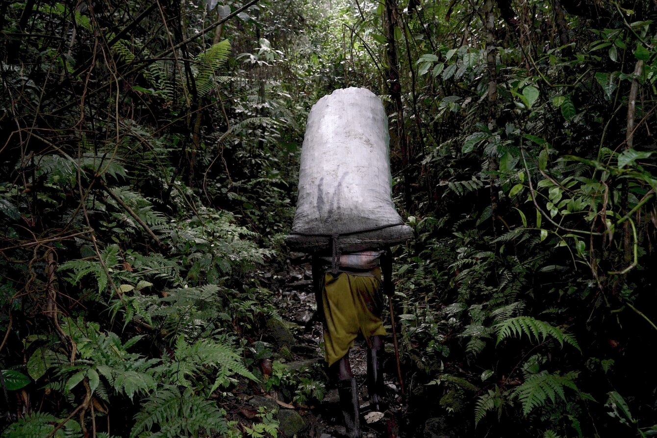 Das Foto zeigt einen dicht bewachsenen, tropischen Wald. In der Bildmitte ist ein Pfad zu erkennen. Auf dem Pfad geht eine Person, deren Silhouette nur von hinten zu erkennen ist und die einen großen, prall gefüllten Sack auf ihrem Rücken trägt.