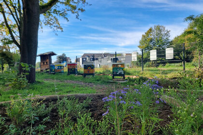 Bienenstöcke auf einer Wiese