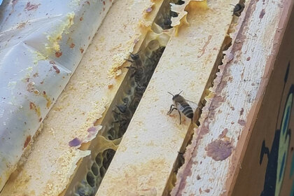 Bienen in einem Bienenstock