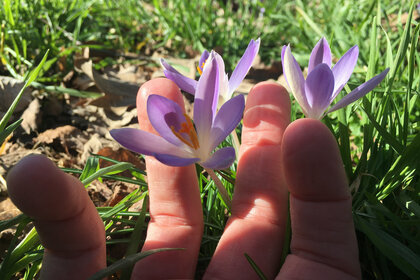 Eine Hand mit Blüten zwischen den Fingern