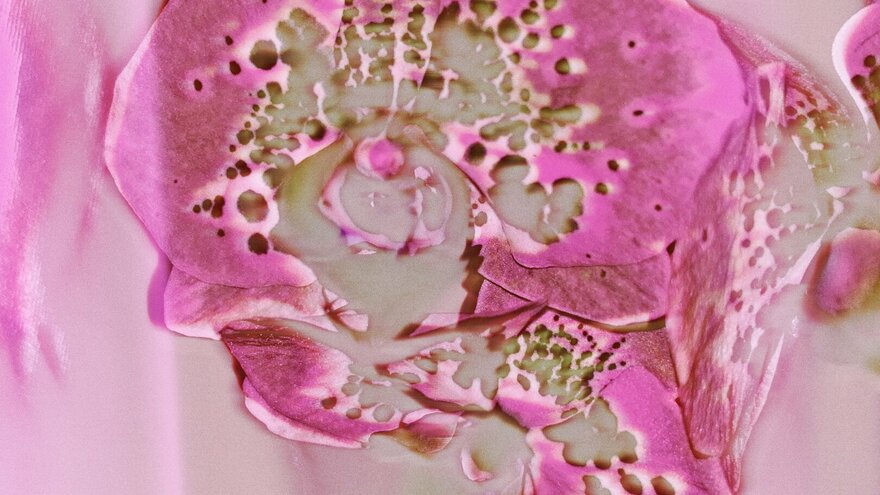 Scheinbar eine rosa Blüte mit grünen und weißen Mustern, leicht verzerrt auf einer reflektierenden oder durchscheinenden Oberfläche.