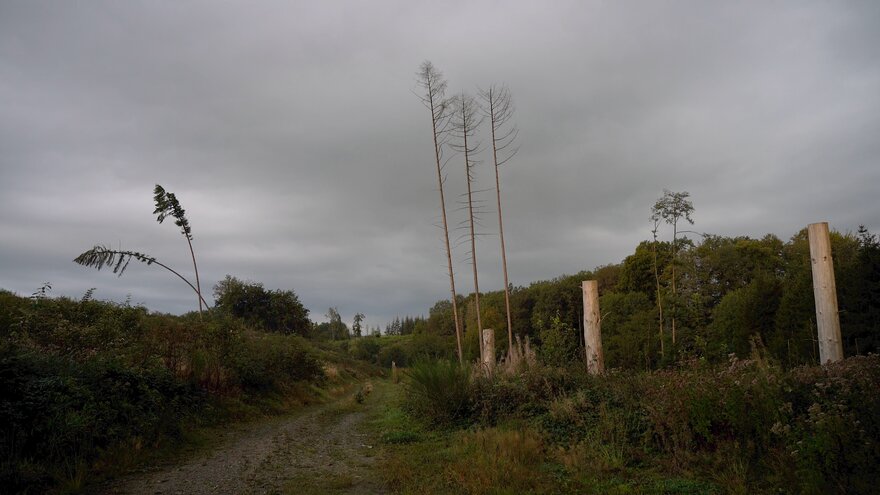 Das Bild zeigt eine karge Waldlichtung. Der Himmel ist von Wolken verhangen. In der rechten Bildhälfte sind kahle Baumpfähle zu erkennen, welche anscheinend einige Meter über dem Boden abgetrennt wurden. In der linken Bildhälfte führt ein breiter Weg zu den Rändern der Lichtung.