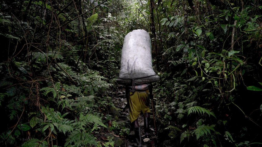Das Foto zeigt einen dicht bewachsenen, tropischen Wald. In der Bildmitte ist ein Pfad zu erkennen. Auf dem Pfad geht eine Person, deren Silhouette nur von hinten zu erkennen ist und die einen großen, prall gefüllten Sack auf ihrem Rücken trägt.